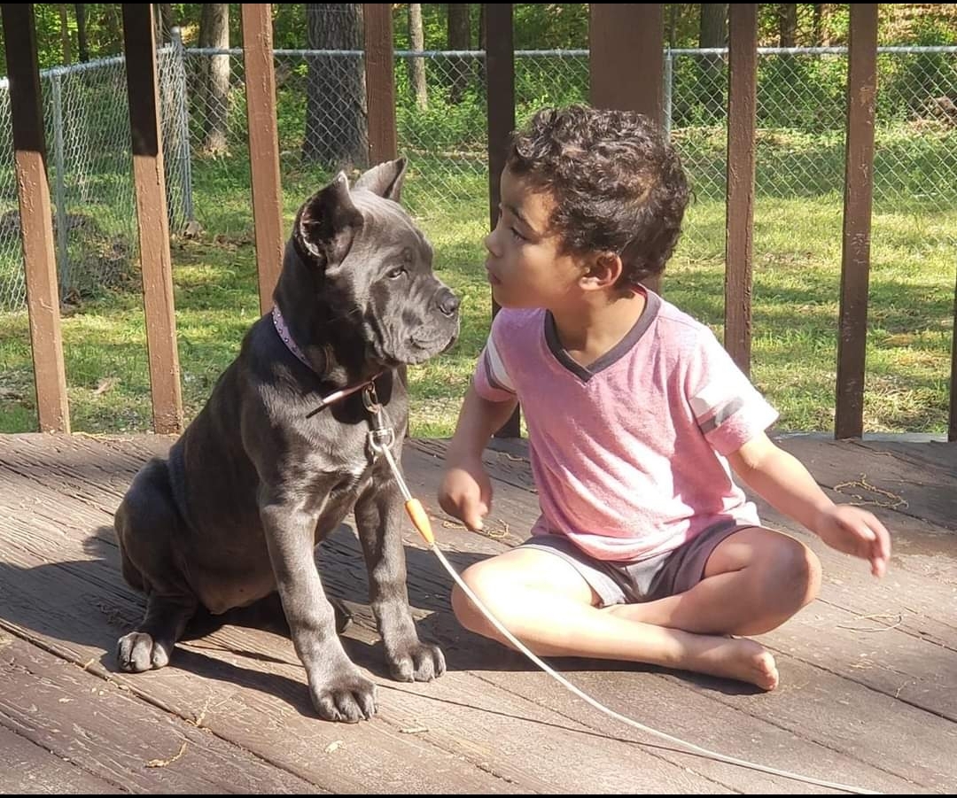 is cane corso a good family dog